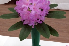 2023-05-27-Flower-Show-rhodo