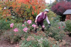 Willie-Harvie-2023-10-13-rose-pruning-workshop-Lois-Hellemond