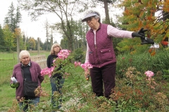 Willie-Harvie-2023-10-13-rose-pruning-workshop-still-blooming