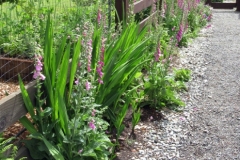 Willie-Harvie-OG-2024-06-15-Darlene-Veitch-1-lots-of-foxgloves