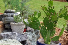 Willie-Harvie-OG-2024-06-15-Darlene-Veitch-6-cacti-in-bud