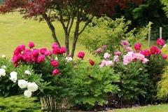 Willie-Harvie-OG-2024-06-15-Darlene-Veitch-8-peonies-in-bloom