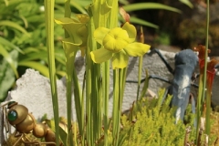 Willie-Harvie-OG-2024-06-15-Elizabeth-Zoffmann-4-bright-pitcher-plants