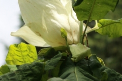 Willie-Harvie-OG-2024-06-15-Elizabeth-Zoffmann-6-giant-magnolia