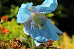 Willie-Harvie-OG-2024-06-15-Elizabeth-Zoffmann-8-blue-poppy-starts-to-bloom