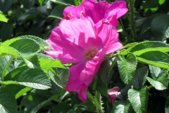 Willie-Harvie-OG-2024-06-15-Judith-Appleby-4-healthy-roses