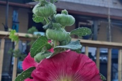 Karen-Wade-2024-08-14-OG-Greg-Melanie-Cossey-Hollyhock