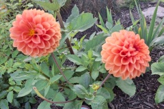 Karen-Wade-2024-08-14-OG-Greg-Melanie-Cossey-Orange-dahlias