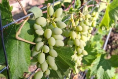 Karen-Wade-2024-08-14-OG-Greg-Melanie-Cossey-grapes