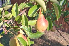 Karen-Wade-2024-08-14-OG-Greg-Melanie-Cossey-pears