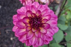 Karen-Wade-2024-08-14-OG-Greg-Melanie-Cossey-small-dahlia-in-maroon-tones