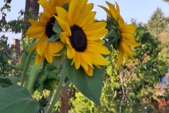 Karen-Wade-2024-08-14-OG-Greg-Melanie-Cossey-sunflowers