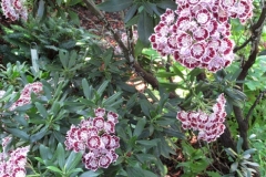 2024-06-20-Bus-Tour-R-K-Simpson-6-Kalmia-latifolia-Minuet