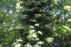 2024-06-20-Bus-Tour-R-K-Simpson-7-huge-climbing-hydrangea