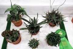 2024-09-13-CowEx-Willie-Harvie-10.-Succulents-outstanding-collection