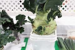 2024-09-13-CowEx-Willie-Harvie-13.-Kohlrabi-outstanding-exhibit