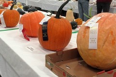 2024-09-13-CowEx-Willie-Harvie-14.-Large-pumpkins-crop