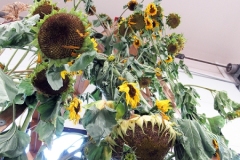 2024-09-13-CowEx-Willie-Harvie-16.-Very-tall-sunflowers