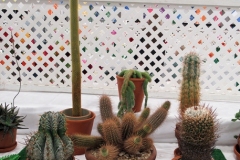 2024-09-13-CowEx-Willie-Harvie-9.-Cacti-collection