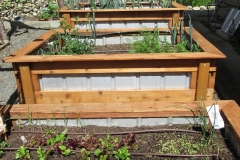 Willie-Harvie-OG-2024-04-21-G-Volker-R-Thompson-Raised-veggie-beds