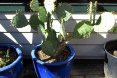 Willie-Harvie-OG-2024-04-22-G-M-Cossey-Cactus