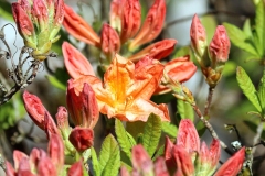 Willie-Harvie-OG-2024-04-22-G-M-Cossey-Deciduous-azalea