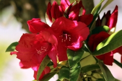 Willie-Harvie-OG-2024-04-22-G-M-Cossey-Deep-red-rhodo