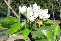 Willie-Harvie-OG-2024-04-22-G-M-Cossey-Pear-blossoms