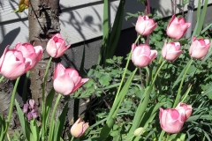 Willie-Harvie-OG-2024-04-24-G-M-Cossey-Tulips-under-nectarine-tree