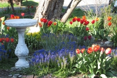 Willie-Harvie-OG-2024-04-18-Judith-Appleby-bird-bath-tulips