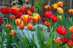 Willie-Harvie-OG-2024-04-18-Judith-Appleby-colourful-tulips