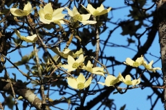 Willie-Harvie-OG-2024-04-18-Judith-Appleby-dogwood-flowers