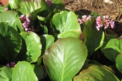 Willie-Harvey-2024-04-14-Karen-Wades-OG-bergenia