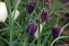 Willie-Harvey-2024-04-14-Karen-Wades-OG-fritillaria-purple-white-9668