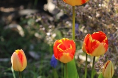 Willie-Harvey-2024-04-14-Karen-Wades-OG-striped-tulips