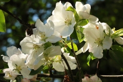 Willie-Harvie-OG-2024-04-18-Sherry-Deptuch-apple-blossoms