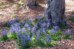 Willie-Harvie-OG-2024-04-18-Sherry-Deptuch-bluebells-under-beech-trees