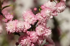 Willie-Harvie-OG-2024-04-18-Sherry-Deptuch-flowering-almond-crop