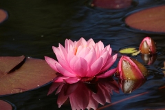 Willie-Harvie-OG-2024-06-09-Sylvia-Scott-4-pink-water-lily