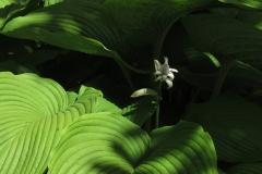 Willie-Harvie-OG-2024-06-09-Sylvia-Scott-6-hosta-starting-to-bloom