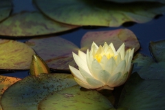 Willie-Harvie-OG-2024-06-09-Sylvia-Scott-9-white-water-lily