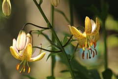 Willie-Harvie-og-2024-06-09-Sylvia-Scott-8-lilies