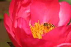 Willie-Harvie-OG-2024-05-31-Verna-Buhler-3-Peony-honeybee