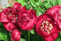 Willie-Harvie-OG-2024-05-31-Verna-Buhler-5-Peonies