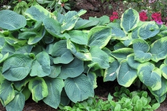 Willie-Harvie-OG-2024-05-31-Verna-Buhler-6-Large-Hostas