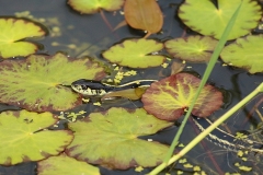 Willie-Harvie-OG-2024-05-31-Verna-Buhler-7-Snake-in-the-pond