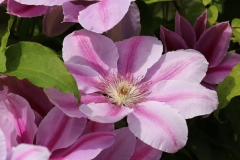 Willie-Harvie-OG-2024-05-31-Verna-Buhler-8-Clematis