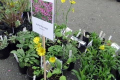 Willie-Harvie-2024-04-27-Plant-Sale-3-New-signs