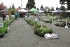 Willie-Harvie-2024-04-27-Plant-Sale-4-about-800-plants