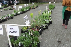 Willie-Harvie-2024-04-27-Plant-Sale-5-Sun-lovers